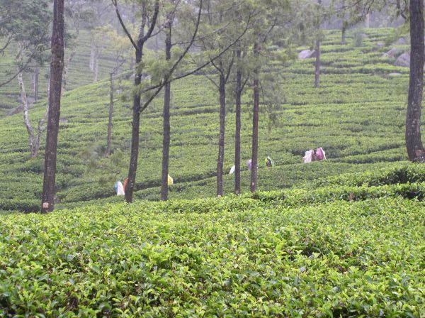 Nuwara Eliya  